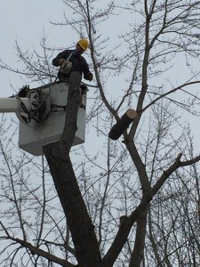 Dead tree removal by Aerial Tree Service - Eau Claire, Chippewa Falls and Menomonie